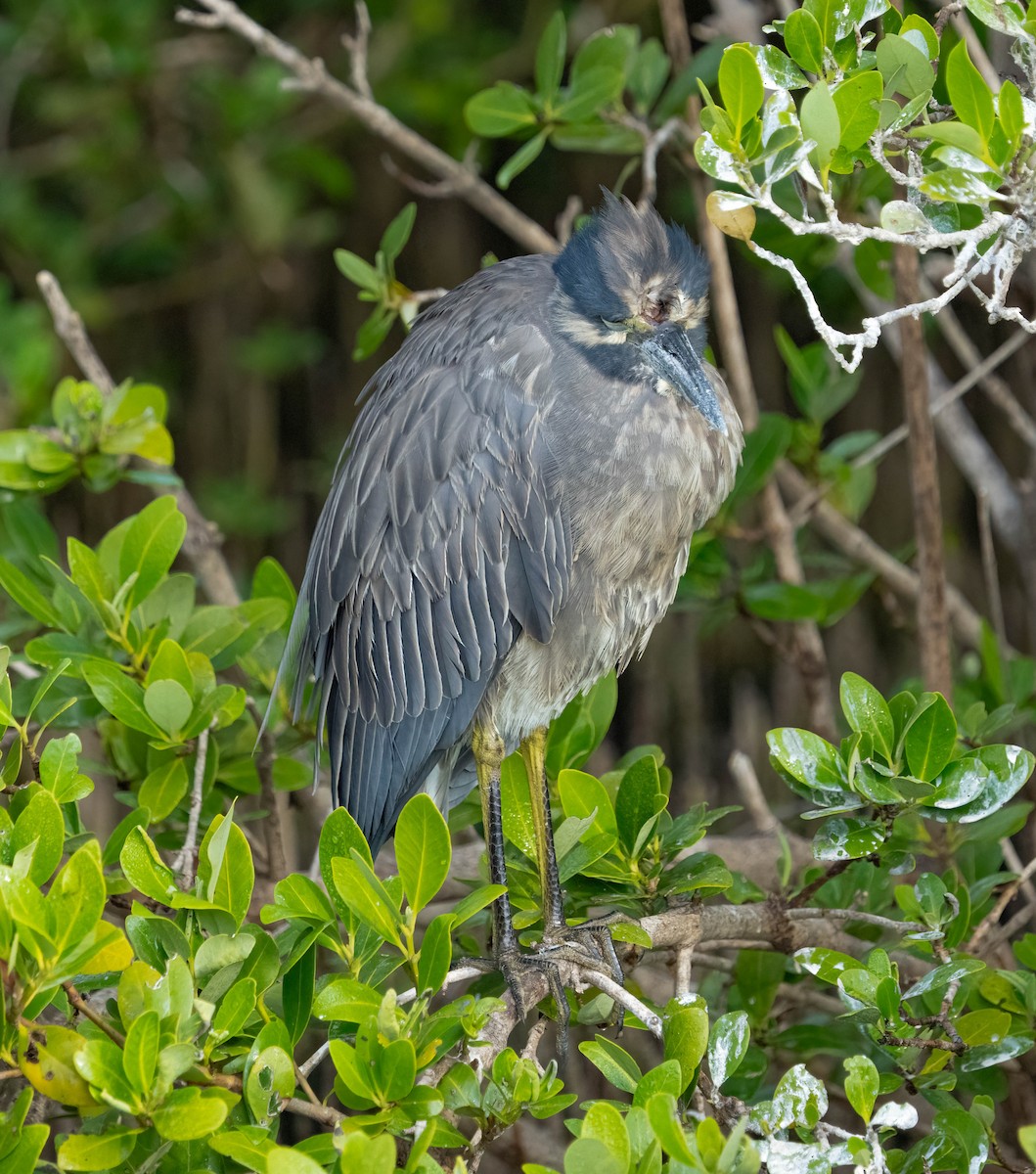 Sarı Tepeli Gece Balıkçılı - ML645695570