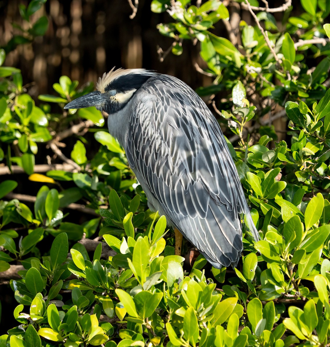 Sarı Tepeli Gece Balıkçılı - ML645695571