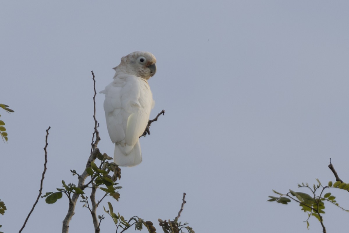 Tanimbar Corella - ML645695583