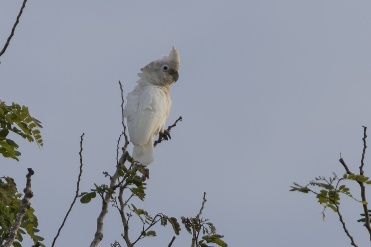 Tanimbar Corella - ML645695592