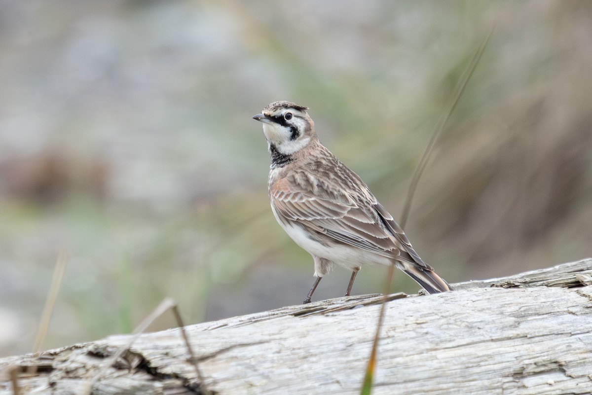 Horned Lark - ML645695593
