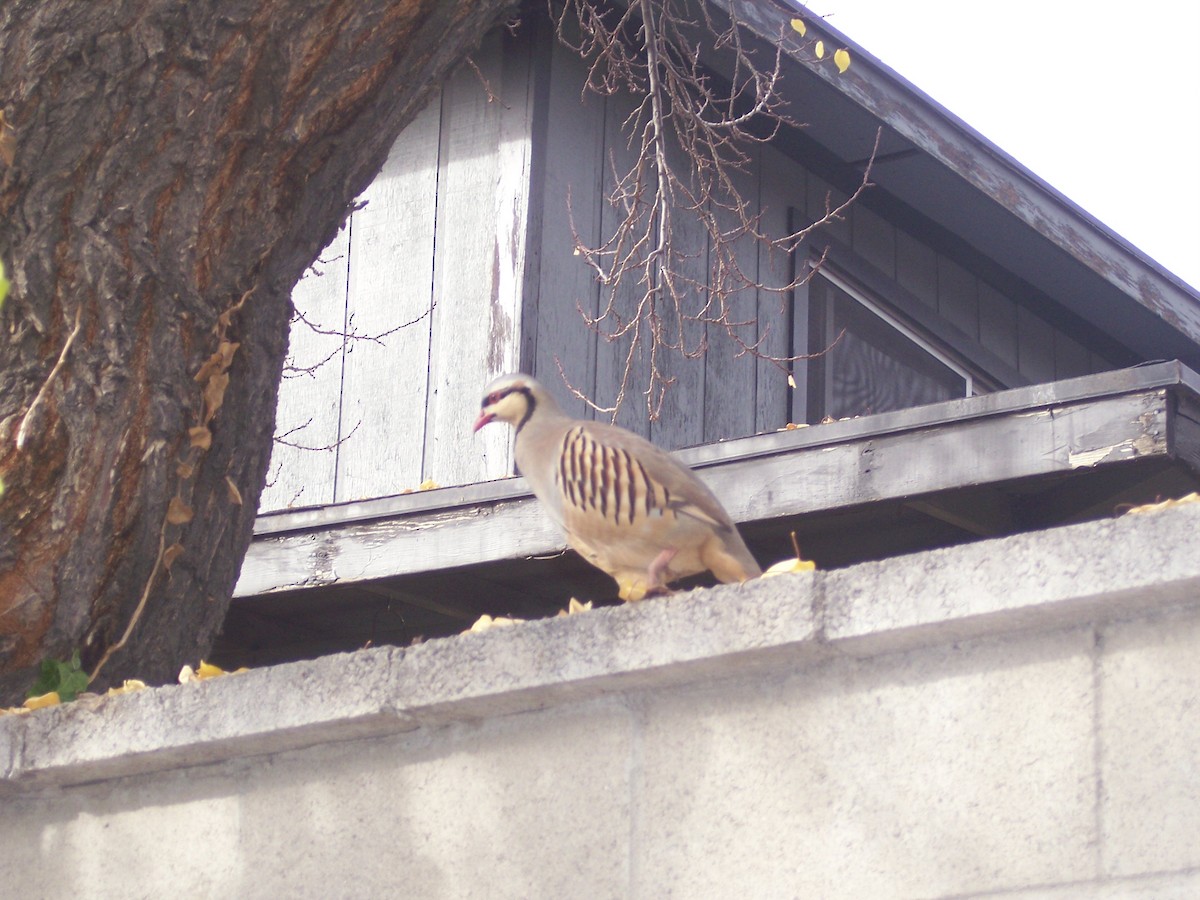 Coturnice orientale - ML645695596