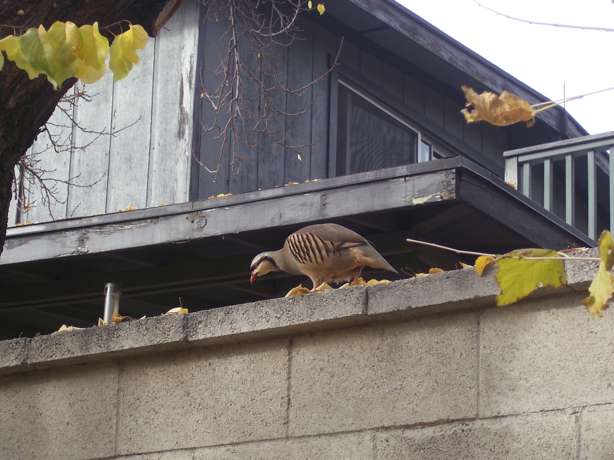 Coturnice orientale - ML645695597