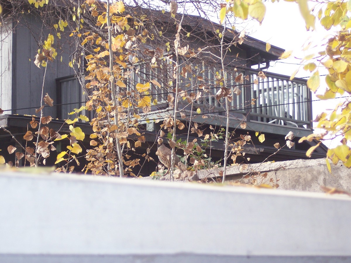 Coturnice orientale - ML645695598