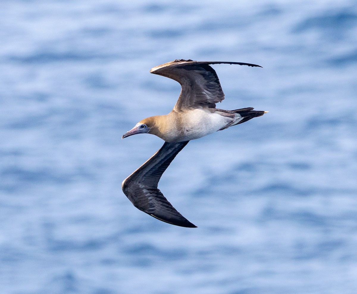 סולה אדומת-רגל - ML645695599