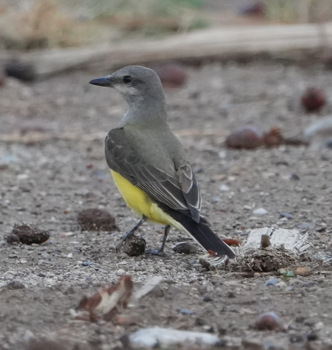 Western Kingbird - ML645695600