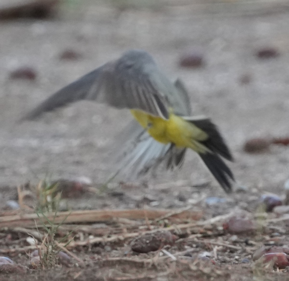 Western Kingbird - ML645695601