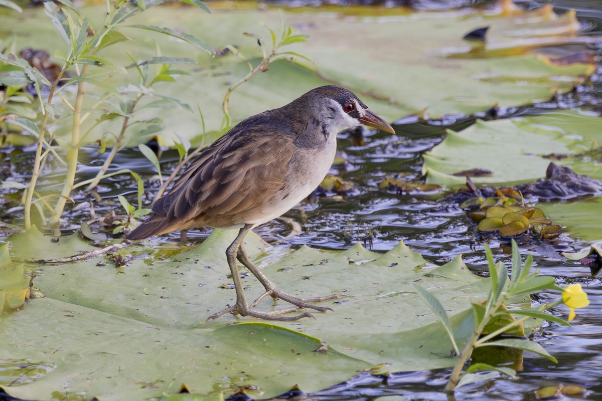 Polluela Cejiblanca - ML645695602