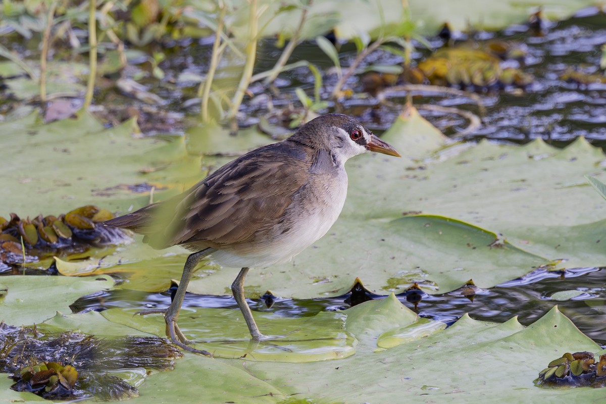 Polluela Cejiblanca - ML645695603
