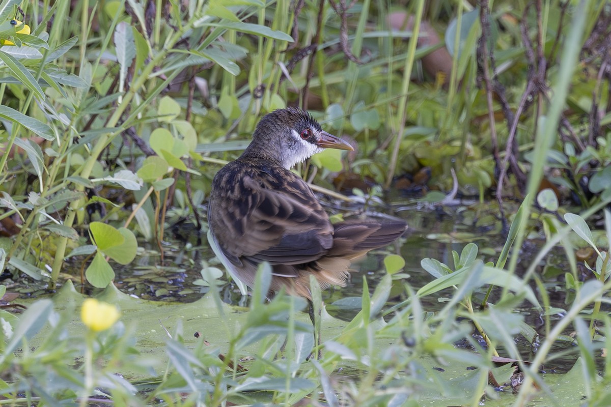Polluela Cejiblanca - ML645695604