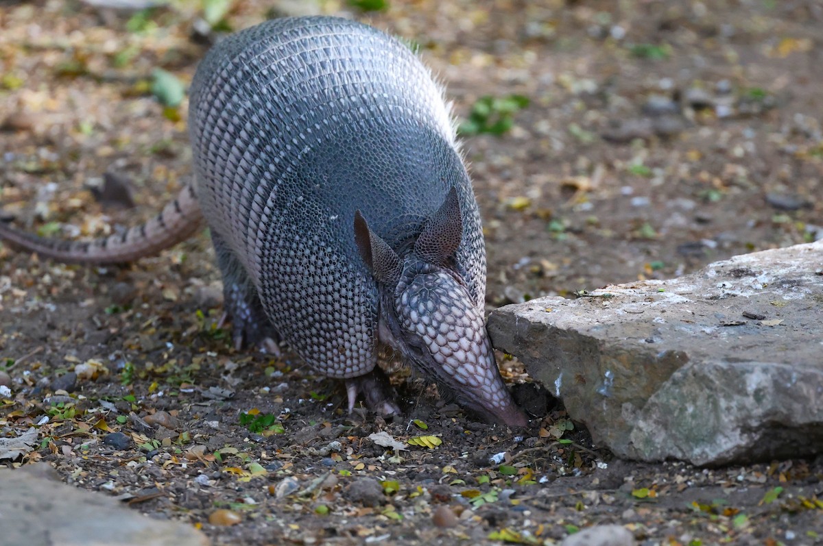 Armadillos - ML645695609
