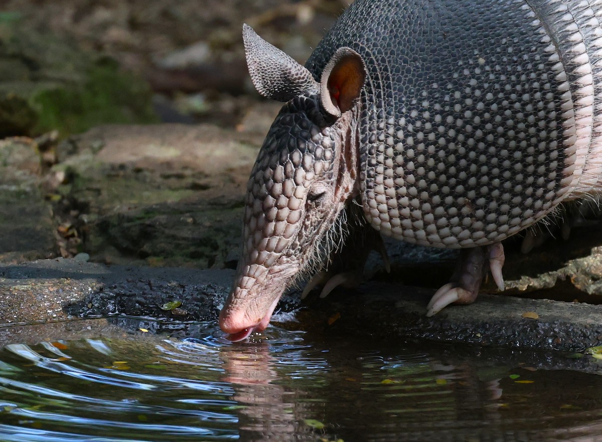 Armadillos - ML645695610