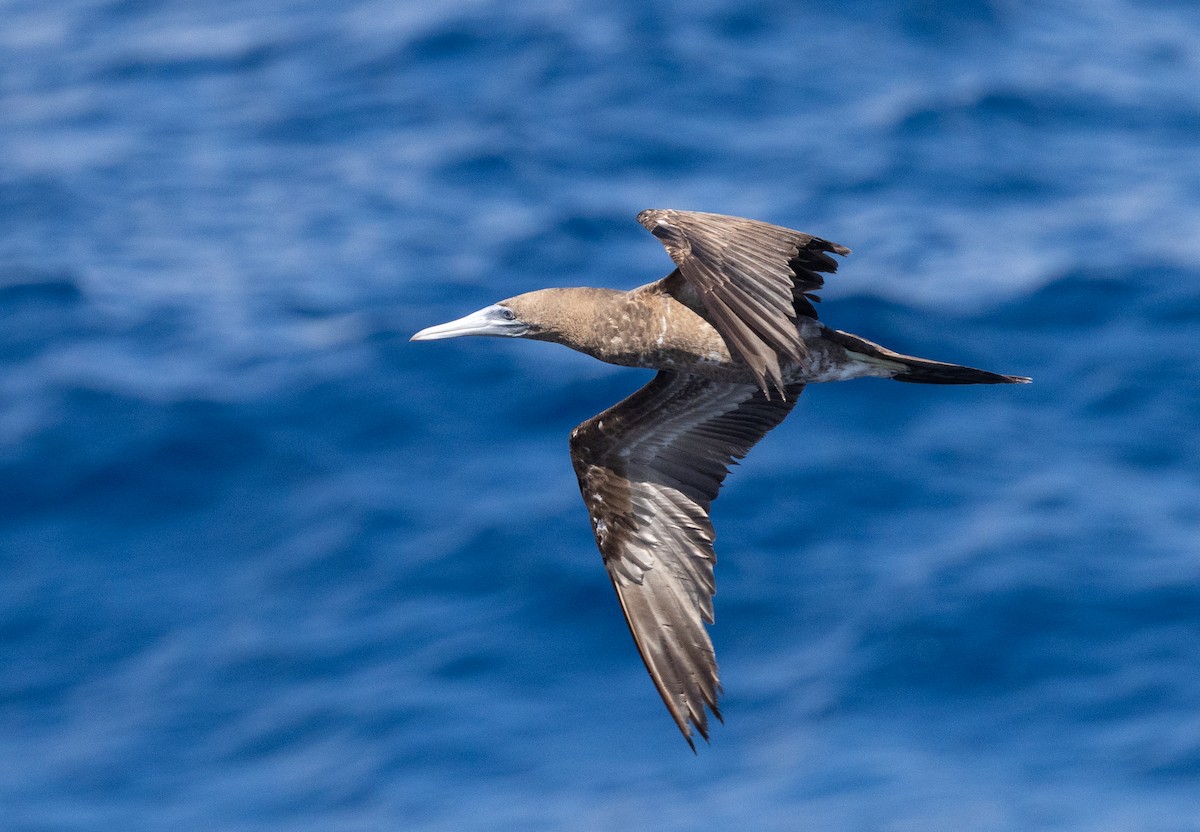 Cocos Booby - ML645695611