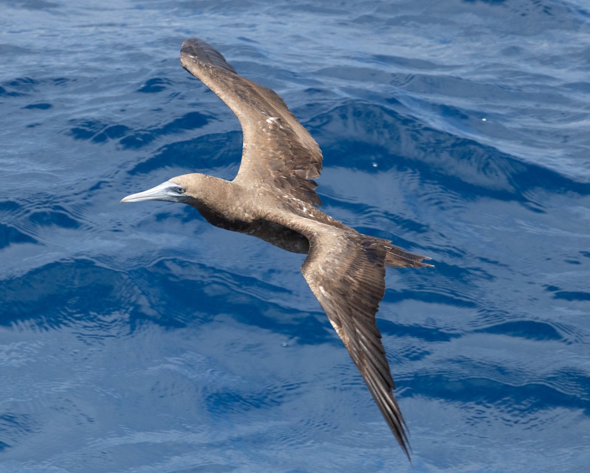 Cocos Booby - ML645695612