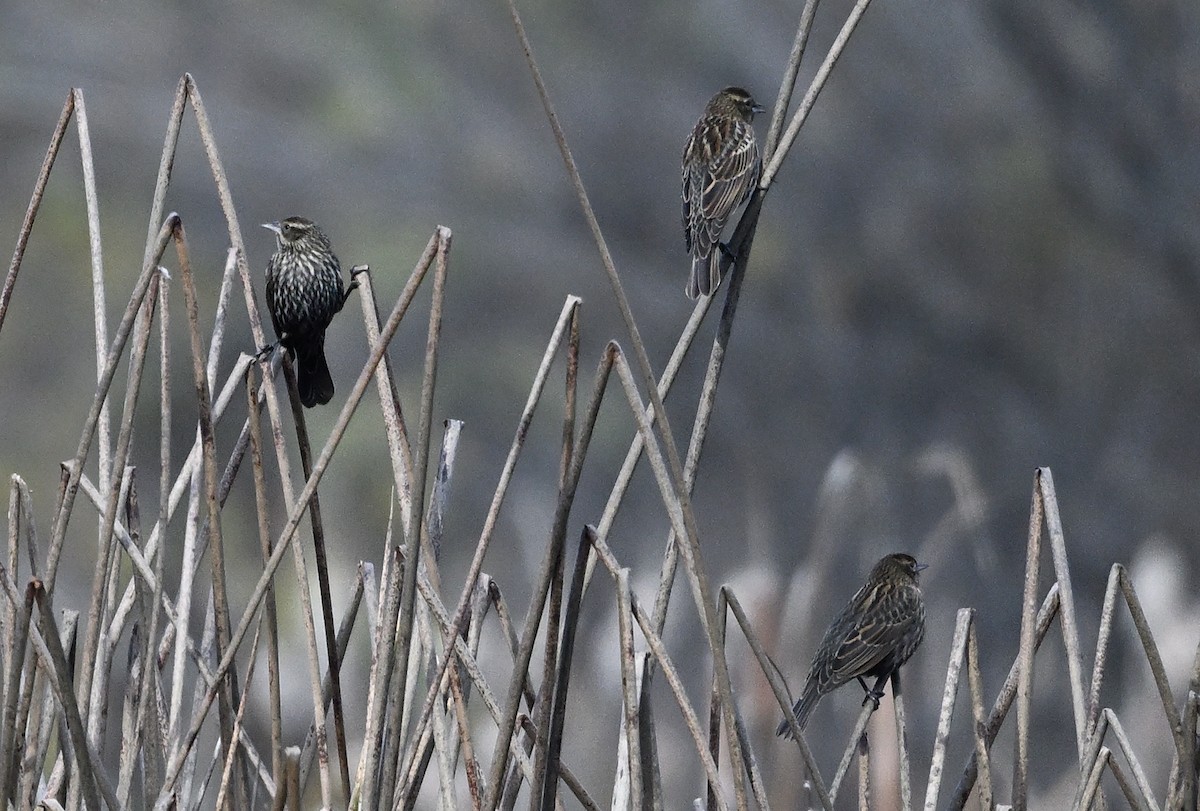 Red-winged Blackbird - ML645695624