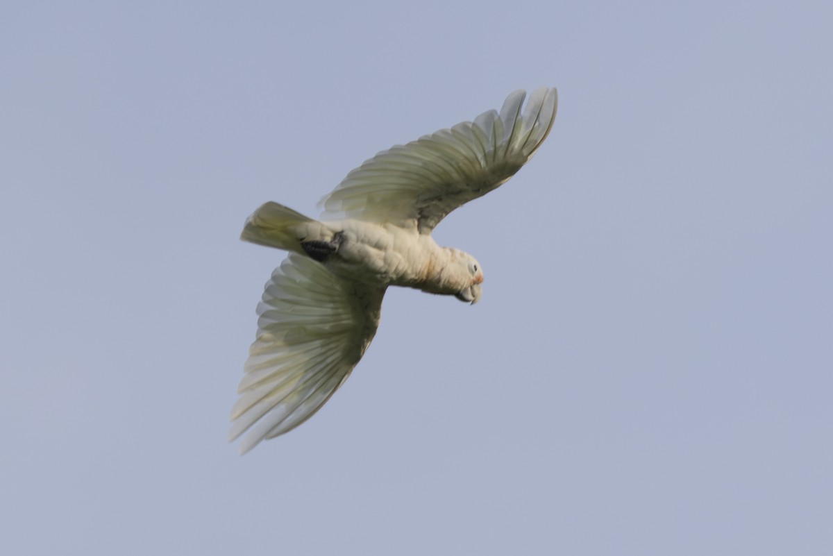 Tanimbar Corella - ML645695654