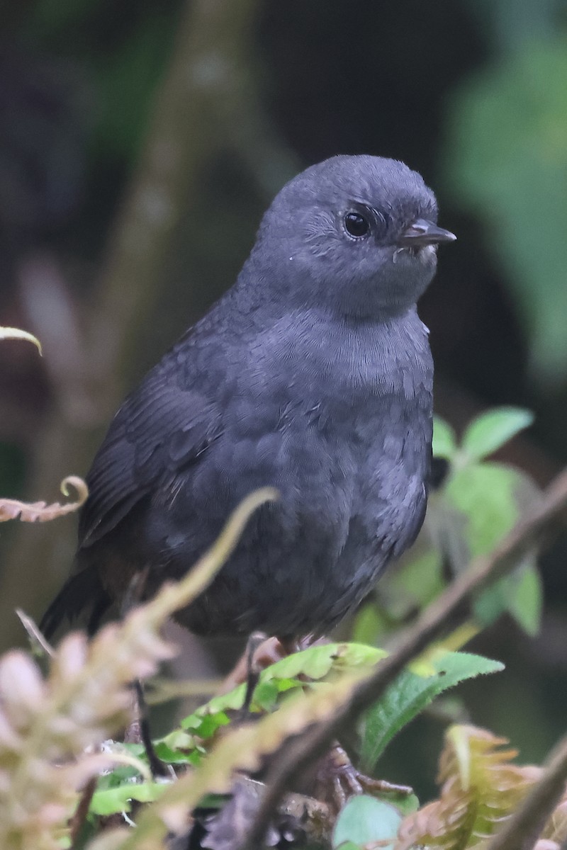 Unicolored Tapaculo - ML645695655