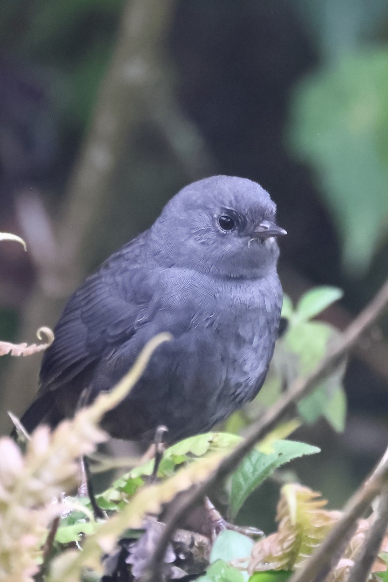 Unicolored Tapaculo - ML645695657