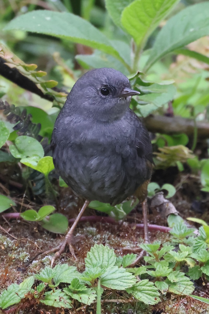 Unicolored Tapaculo - ML645695658
