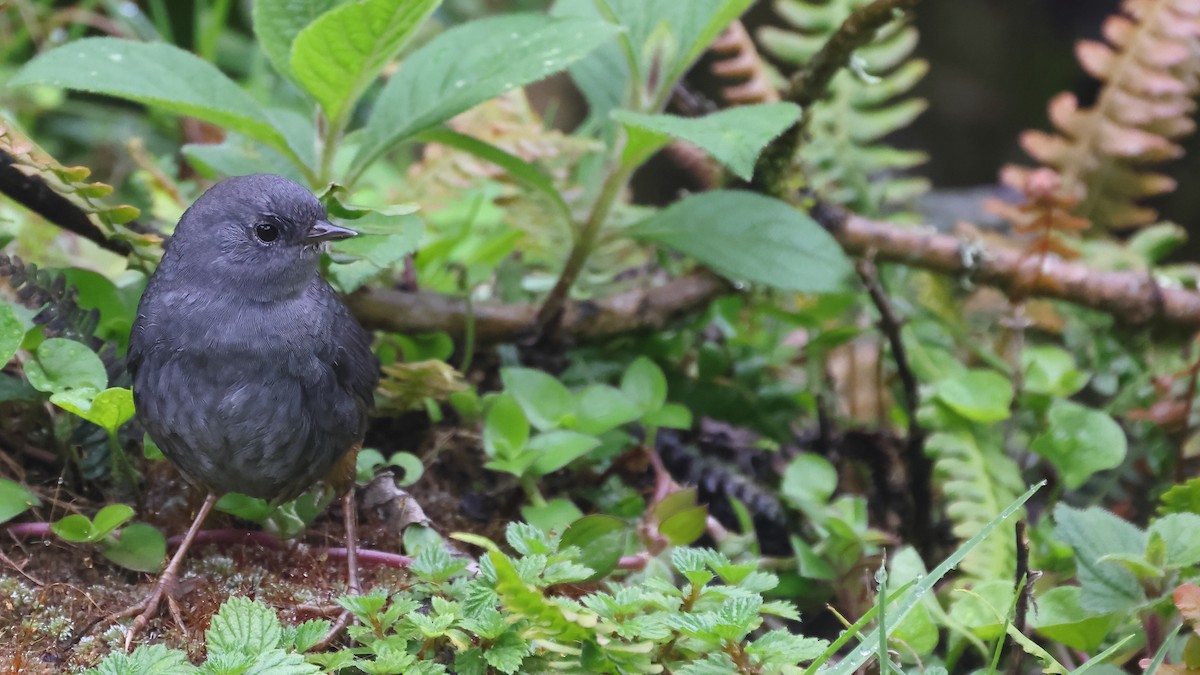 Unicolored Tapaculo - ML645695659