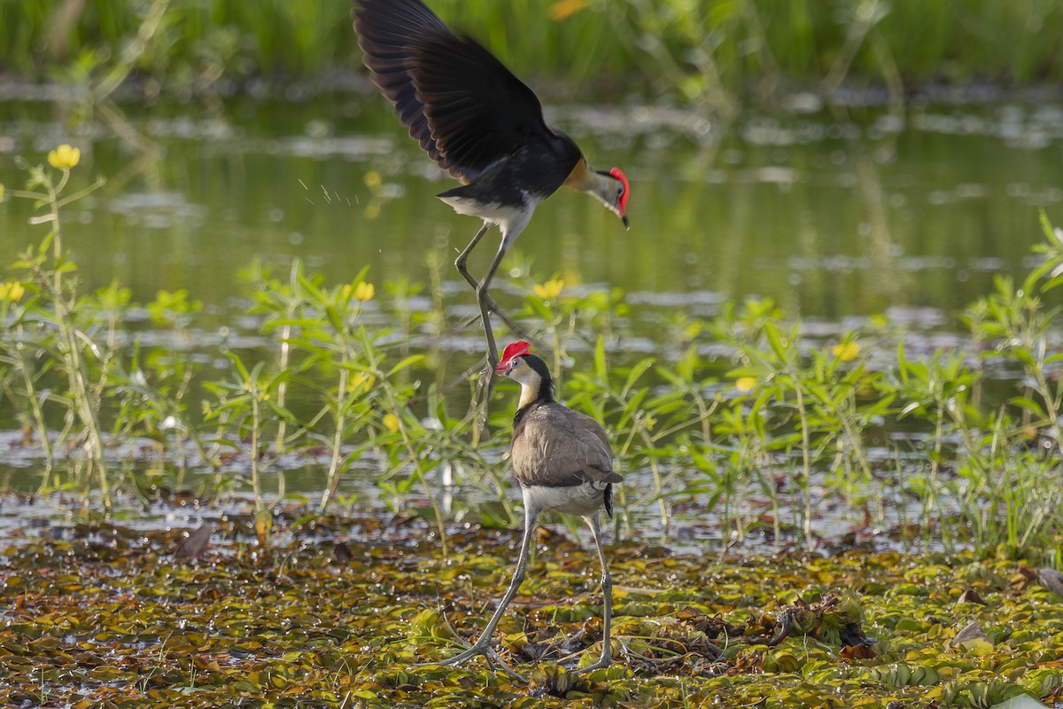 Comb-crested Jacana - ML645695661