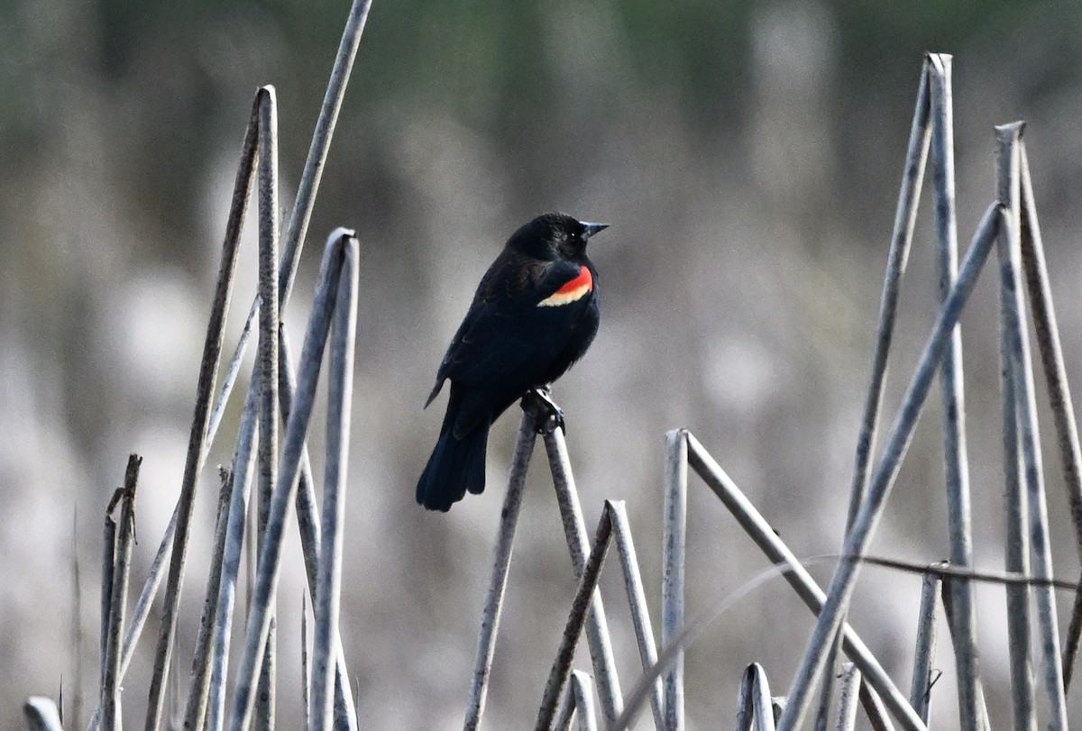 Red-winged Blackbird - ML645695664