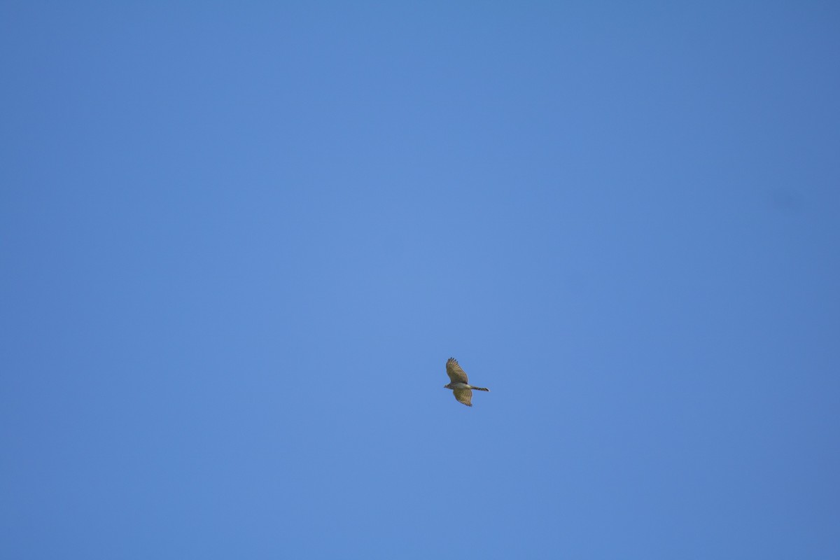 Eurasian Sparrowhawk - ML645695666