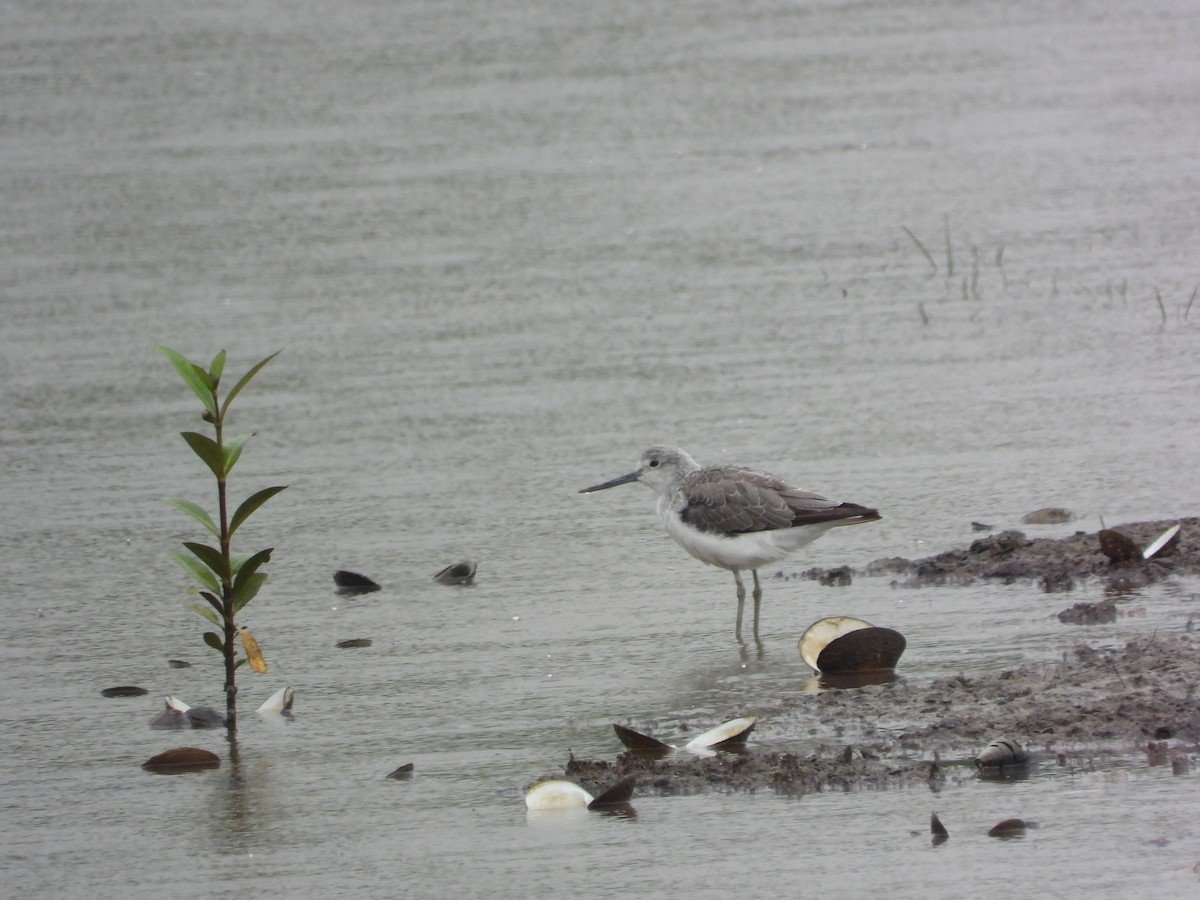Common Greenshank - ML645695667