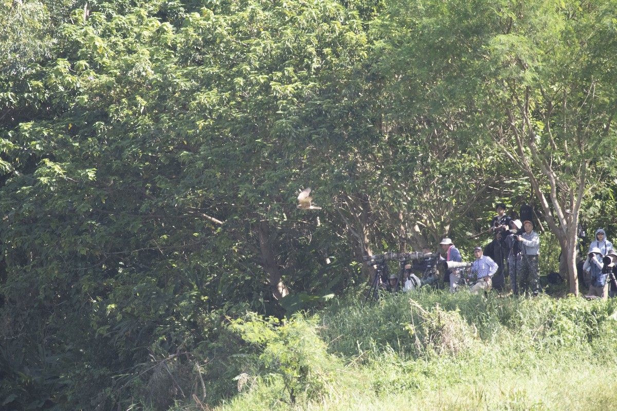 Pied Harrier - ML645695668