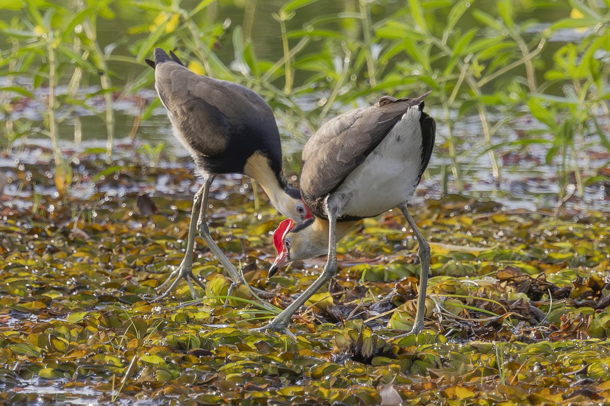 Comb-crested Jacana - ML645695669