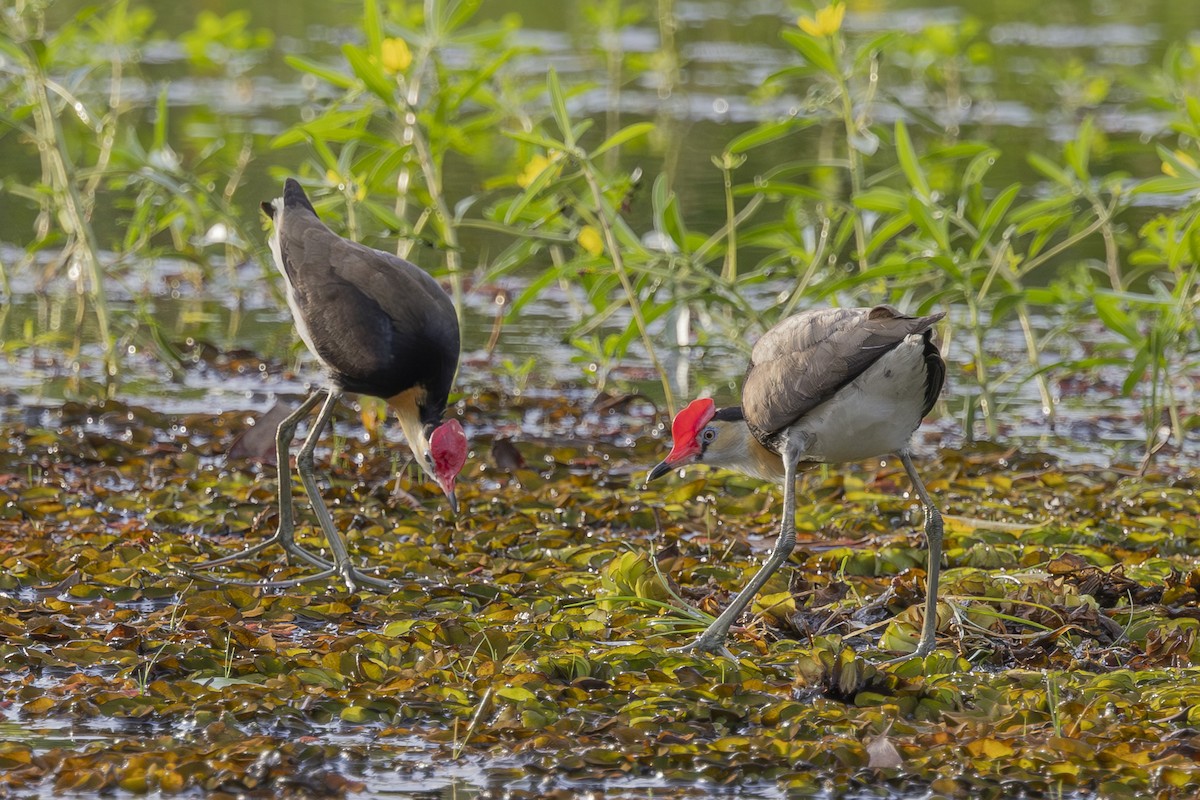 Comb-crested Jacana - ML645695670
