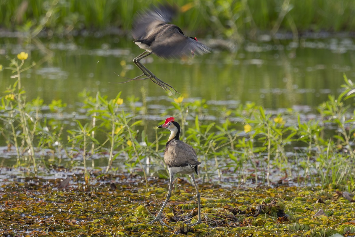Comb-crested Jacana - ML645695671