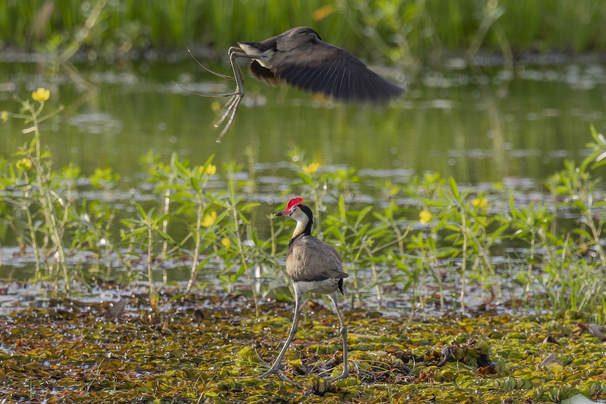 Comb-crested Jacana - ML645695672