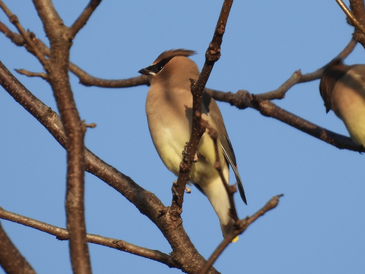 Cedar Waxwing - ML645695673