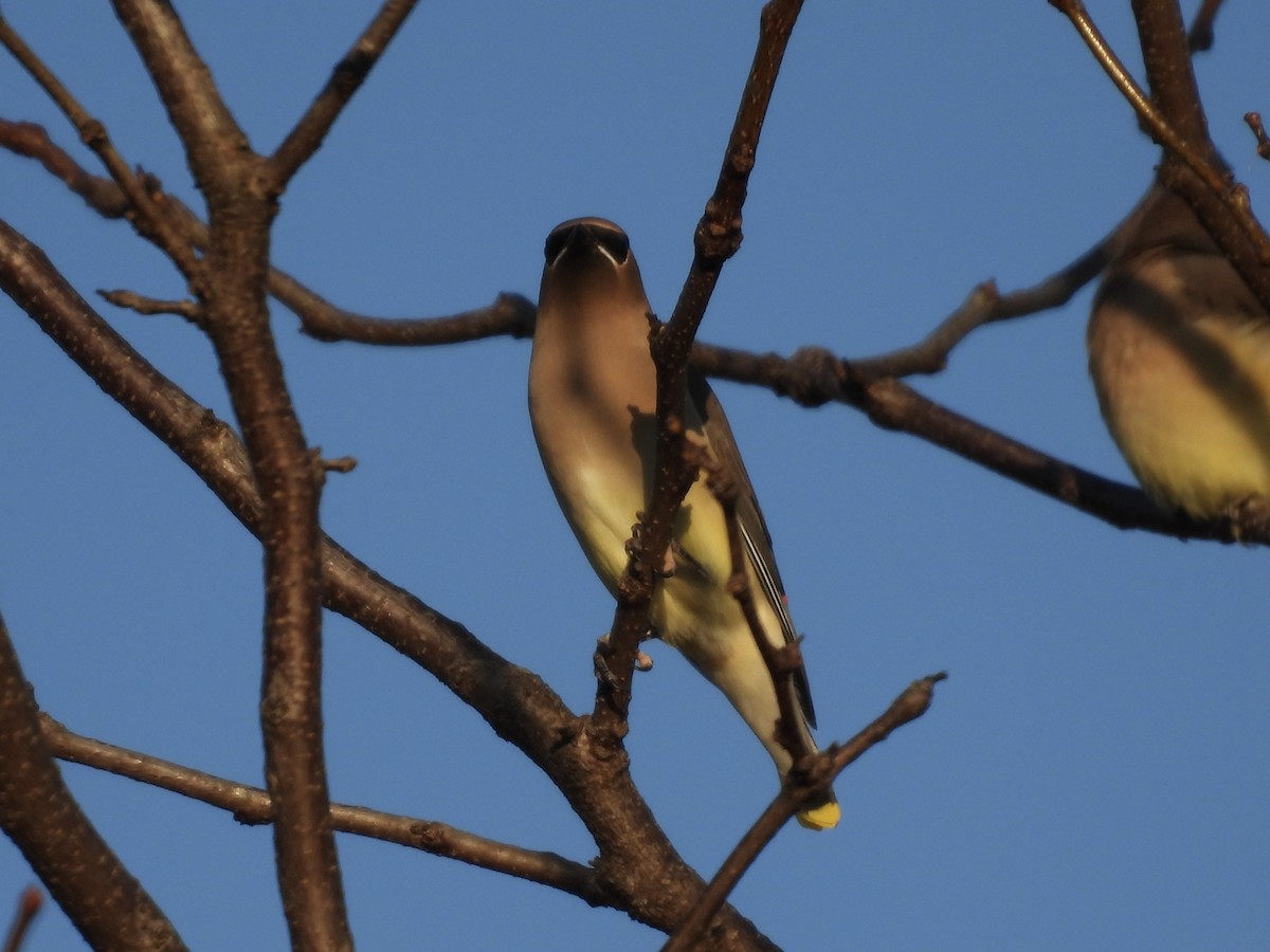 Cedar Waxwing - ML645695674