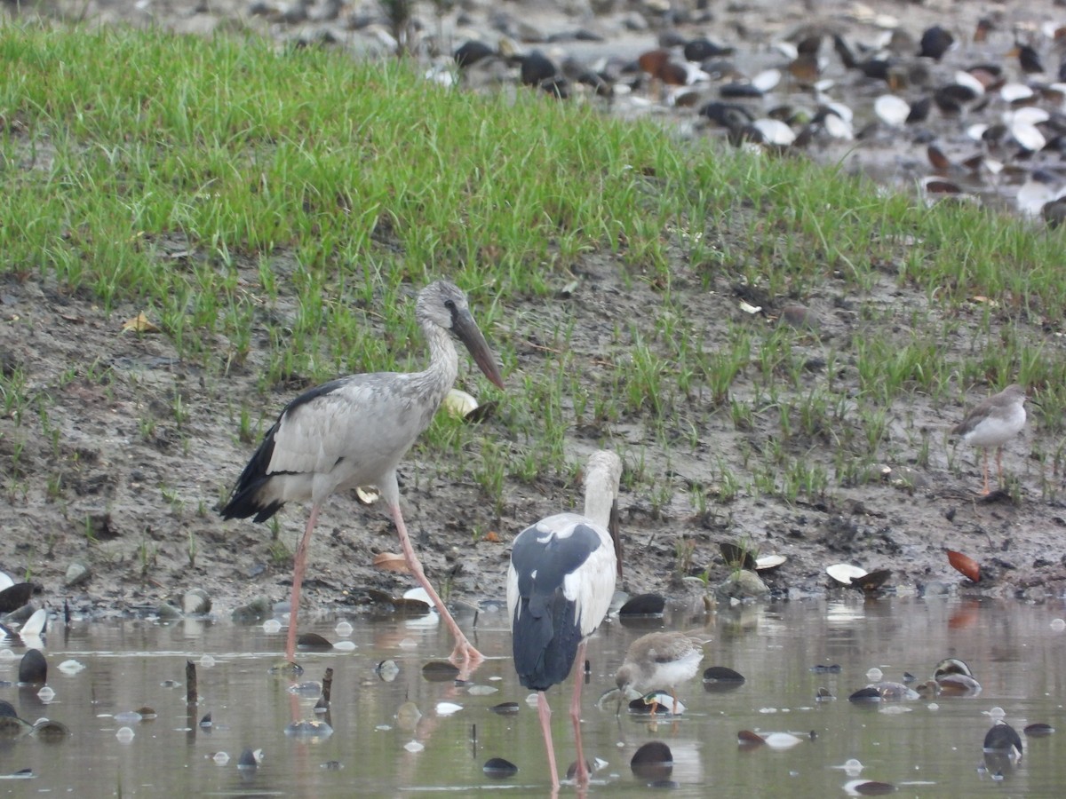 Asian Openbill - ML645695675
