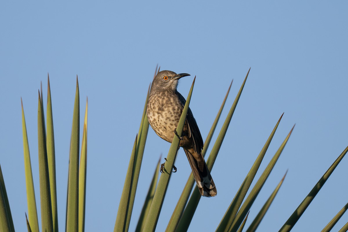 Curve-billed Thrasher - ML645695676
