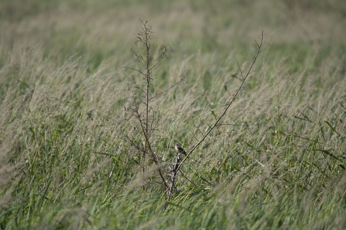 Amur Stonechat - ML645695677