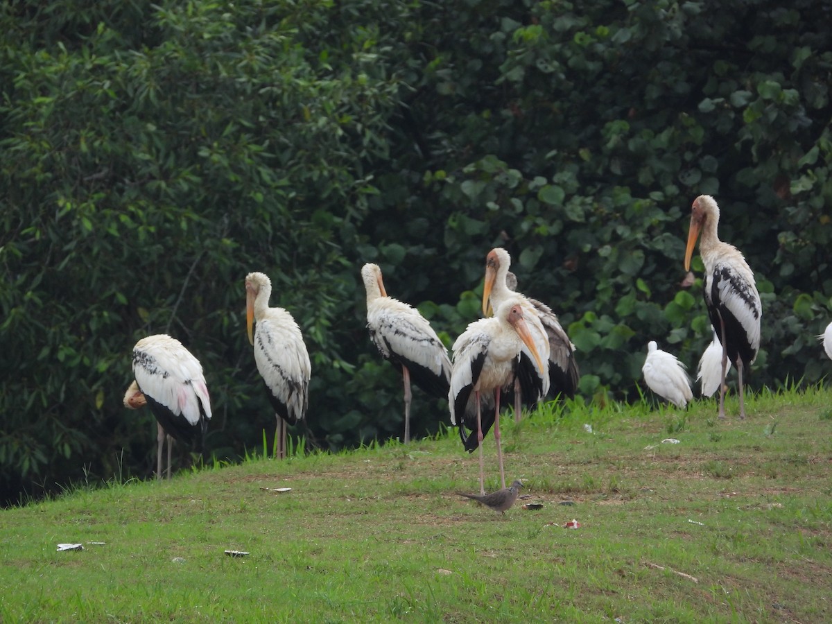 Milky x Painted Stork (hybrid) - ML645695678