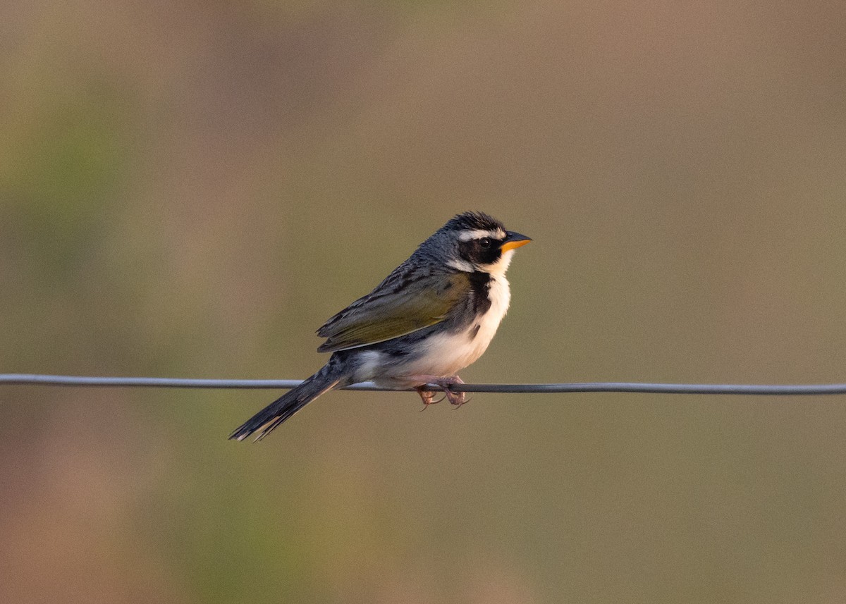 Black-masked Finch - ML645695679