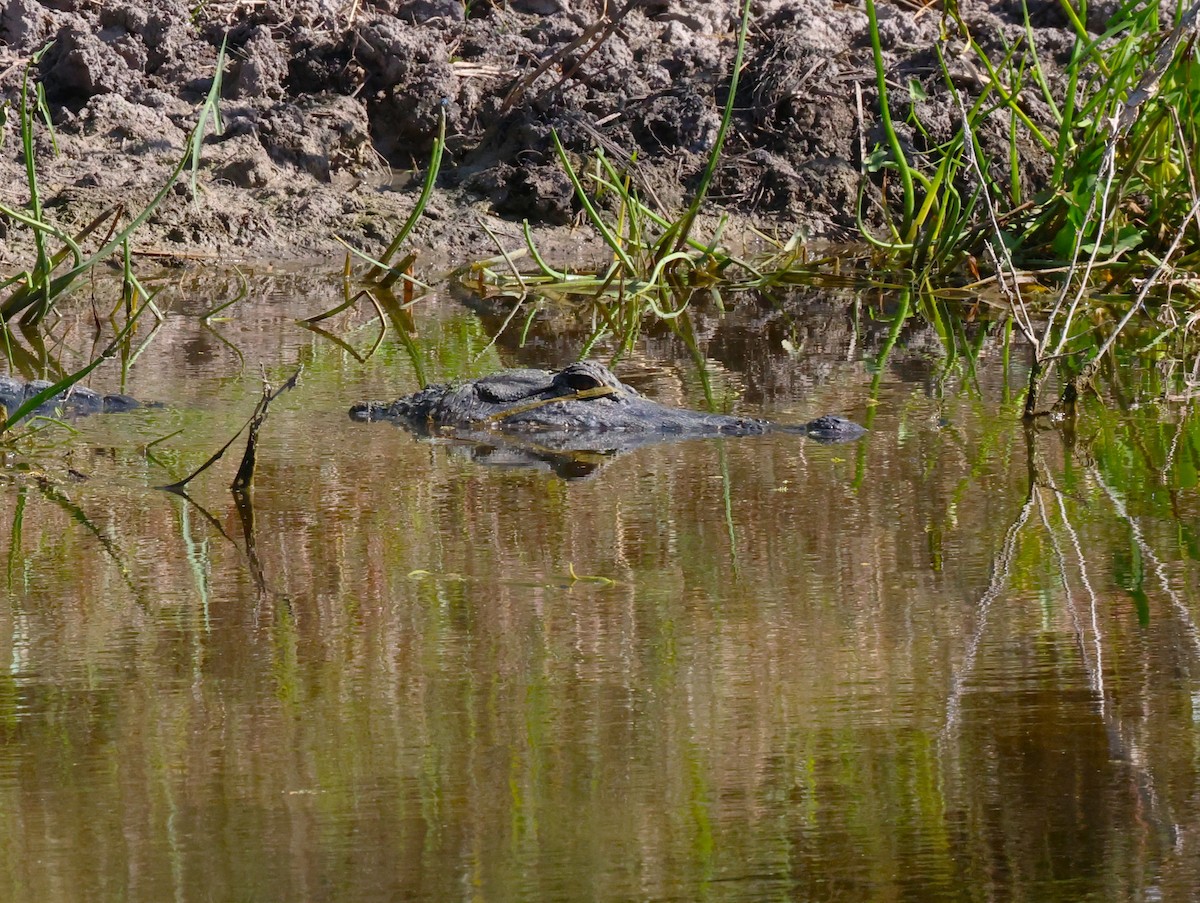 American Alligator - ML645695682