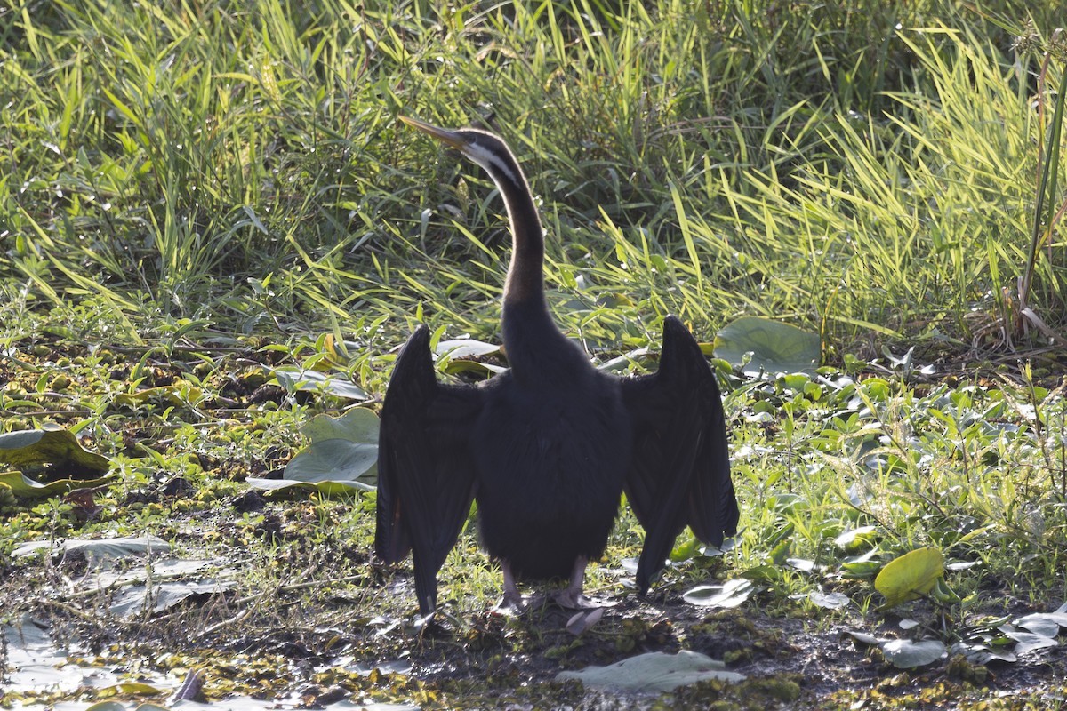 Australasian Darter - ML645695684