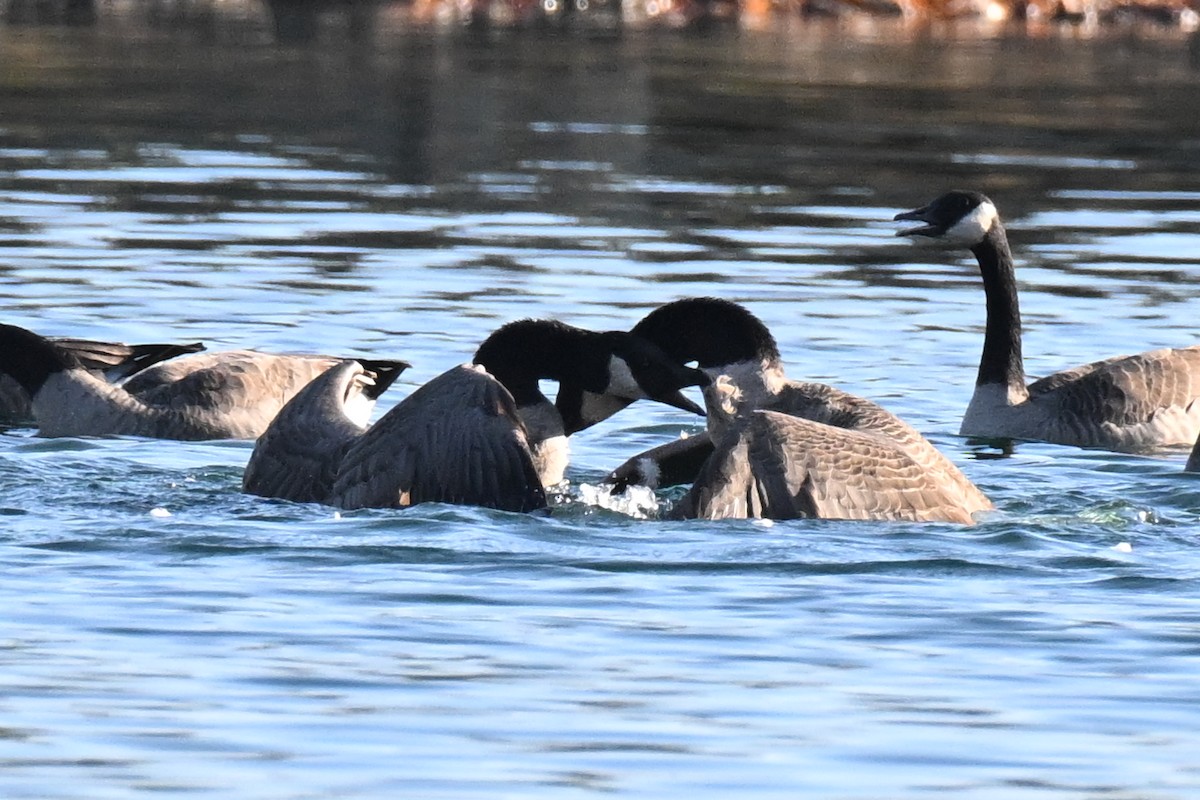 Canada Goose - ML645695685