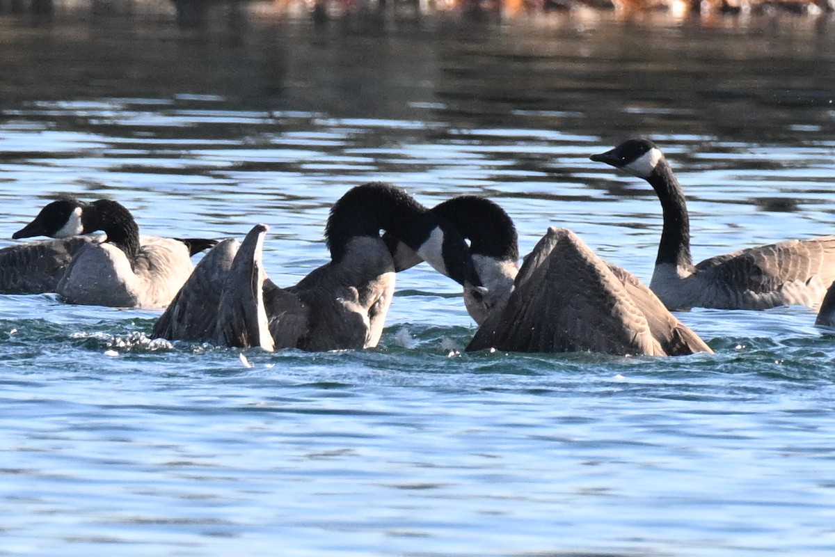 Canada Goose - ML645695686