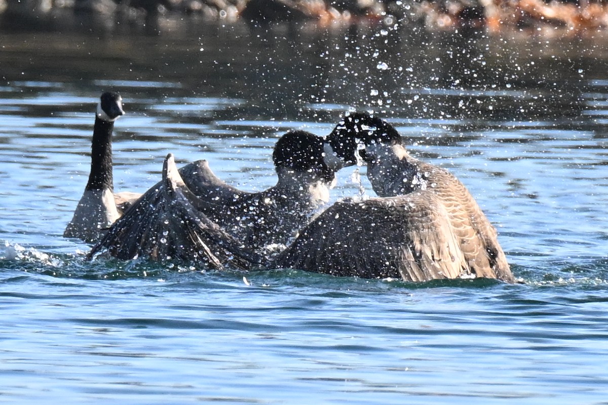 Canada Goose - ML645695687