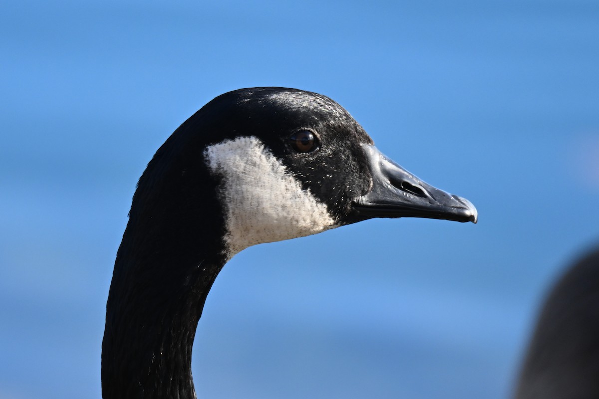 Canada Goose - ML645695688