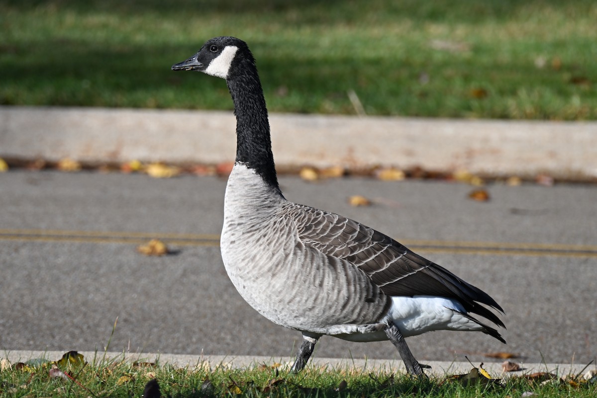 Canada Goose - ML645695689
