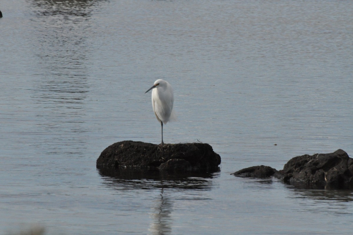 Little Egret - ML645695690