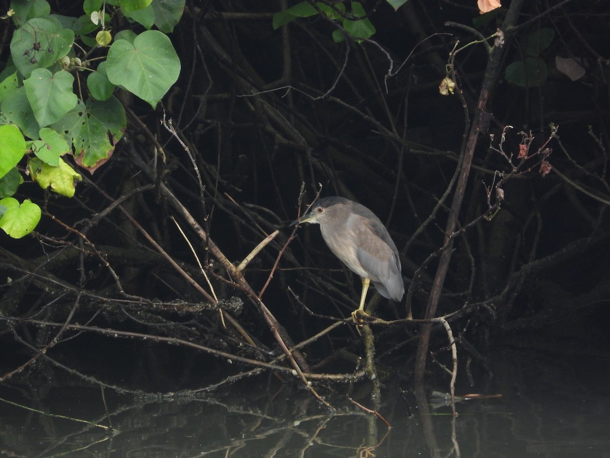 Black-crowned Night Heron - ML645695691