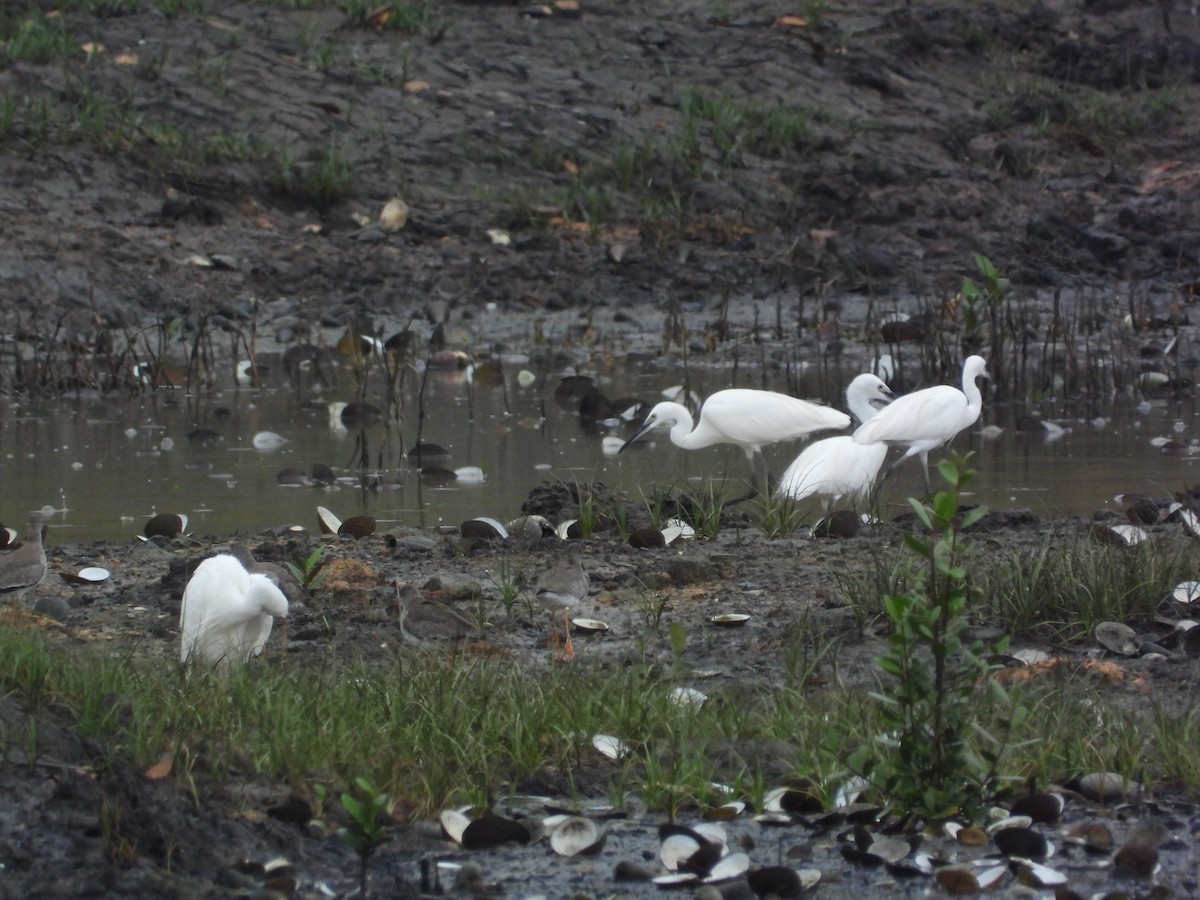 Little Egret - ML645695693